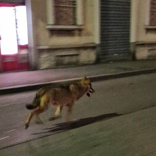 Il lupo in via Quintino Sella
