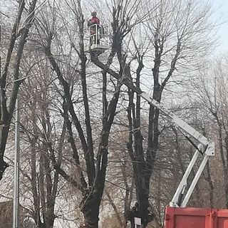 Castellanza interviene sugli olmi pericolosi di viale Borri