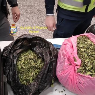 A Malpensa sequestrati 18 chili di Khat: arrestato un uomo