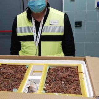 A Malpensa un carico di 216mila esemplari di esche vive dalla Cina