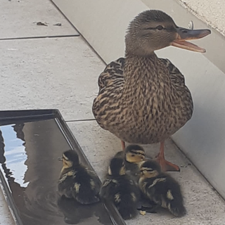 Sette anatroccoli nascono su un balcone a Saronno. Enpa li porta al sicuro