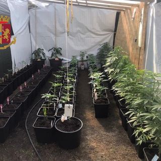 Nell'orto urbano di Madonna Regina spunta una serra di marijuana: denunciato insospettabile sessantenne