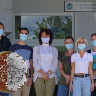 Nuovo antibiotico scoperto nei laboratori dell’Insubria: un’arma contro le infezioni batteriche