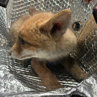 Il cucciolo di volpe trovato a Samarate - Foto dalla pagina Fb di Casaringhio