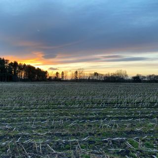 La lettrice vive nel Cheshire in Inghilterra (qui un'immagine della natura vicino a casa)
