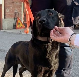 Zorro, il labrador dell'unità cinofila