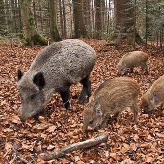 Cresce la preoccupazione per la peste suina africana: altri cinque casi accertati tra Piemonte e Liguria