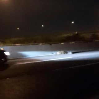 Il cervo investito sull'A8 (foto tratta dal video di Paola Bottigelli, per cortesia dell'autrice)