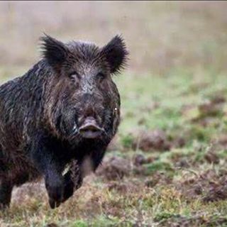 Invasione di cinghiali, anche gli agricoltori del Varesotto in piazza per protestare