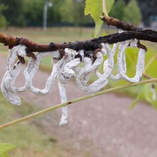 Busto dichiara guerra alla cocciniglia: al via le disinfestazioni: «Durante l'intervento tenete le finestre chiuse»