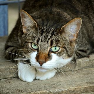 Olgiate Olona: arriva il “pasto sospeso” per gli amici gatti