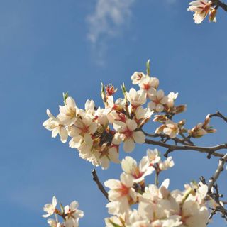 “Salutiamo la primavera”: laboratori e iniziative di educazione ambientale a tutela della biodiversità