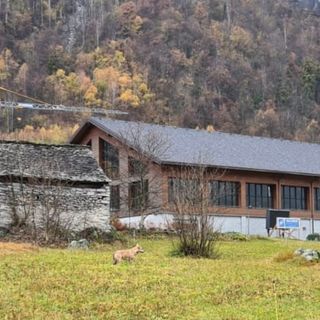 FOTO. Un lupo a passeggio davanti alle Terme di Premia