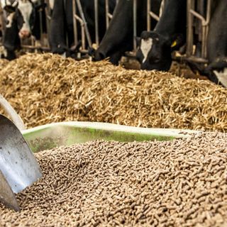 Export alimenti, mangimi, sottoprodotti di origine animale e animali vivi: un progetto dedicato agli operatori del Settore Alimentare