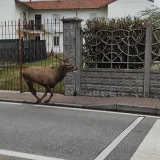 (foto tratta da facebook, Emilio Illiano). Nelle foto si vedono due cervi ma gli avvistamenti parlano con certezza di tre animali