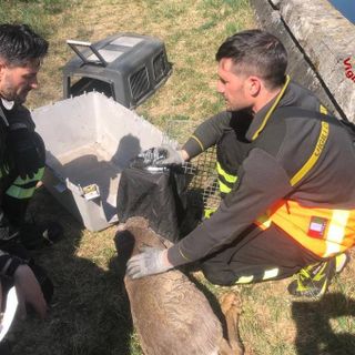 Lonate Pozzolo, cerbiatto finisce nel canale: salvato dai vigili del fuoco