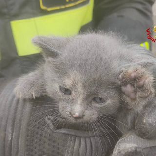 Sesto Calende, gattino incastrato in una tubatura: liberato dopo ore di lavoro Sesto Calende, gattino incastrato in una tubatura: liberato dopo ore di lavoro