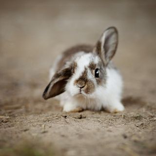Soluzione casalinga per contrastare gli abbandoni di piccoli animali