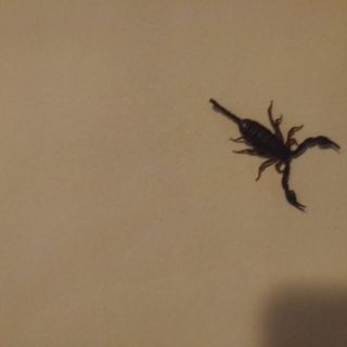 Lo scorpione trovato in casa a Saronno (foto da ilSaronno.it)
