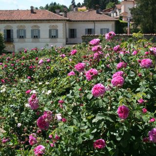 CHE FARE NEL WEEKEND. Fiori, cinema, poesia, cucina per un fine settimana tra cultura e divertimento