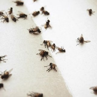 Emergenza mosche a Olgiate Olona: interventi straordinari e coordinamento con gli enti per risolvere il problema
