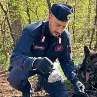 Boschi dello spaccio: i cani Kevin e Adolf fiutano la droga sotto la vegetazione. I carabinieri di Busto controllano una cinquantina di persone