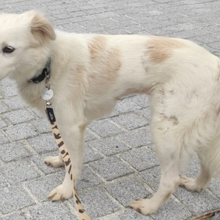 Luna è dolcissima e ha 10 anni