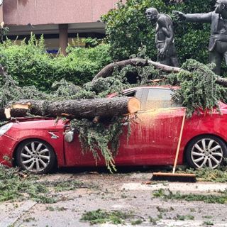 L'albero crollato su una macchina in corso Italia a Legnano, lunedì scorso