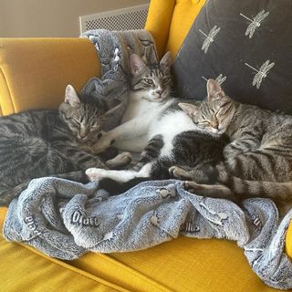 FESTA DEL GATTO/FOTO. «Noi che abbiamo portato a casa tre mici dal gattile: li trasformiamo in influencer per spronarvi ad adottare»