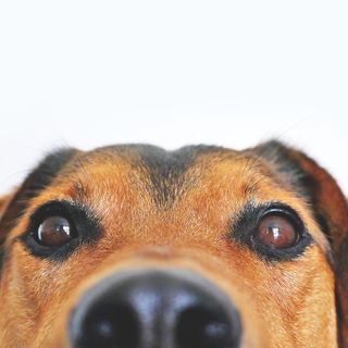 Il sentiero dei Cinque Cuori (e a sei zampe)