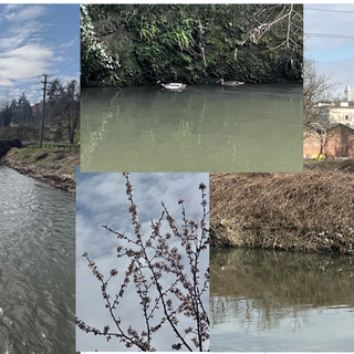 VIDEO.  L'Olona dopo la piena. Ovvero la pace che inizia a sussurrare la primavera