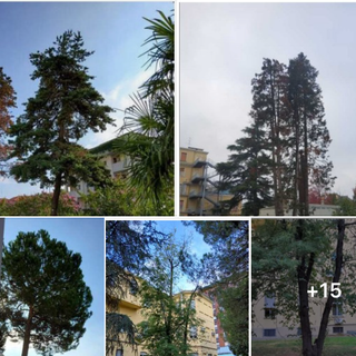 Il post di Legambiente