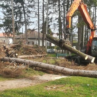 Castellanza, giù 99 alberi al Parco dei Platani: «Morti o troppo pericolosi»