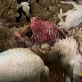 Un'immagine fornita dal sindaco: il video è straziante e scegliamo di non pubblicarlo
