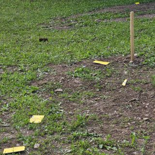 A Marnate i vandali distruggono le piantine dei bimbi del San Luigi