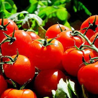 Svizzera, seimila piantine di pomodori distrutte in aeroporto per un virus. Ecco come (e in parte l'esperienza Covid insegna)