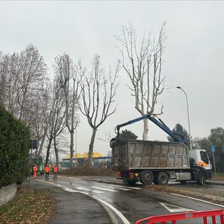 Iniziati i lavori di potatura delle piante in viale Toscana