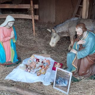 Busto, nuovo sfregio al presepe di Borsano. Rubato anche il bue