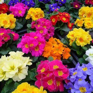 Primula day questo weekend e il prossimo per la 47esima “Giornata per la vita”
