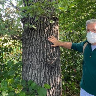 Il professor Andrea Viganò