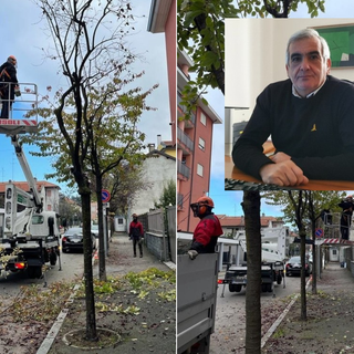 Potature a Borsano. Nel riquadro, il consigliere delegato Tallarida