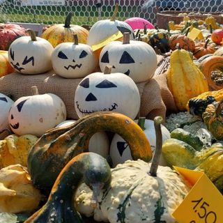 FOTO. La Sagra della zucca di Olgiate festeggia il 15esimo compleanno con un grande successo