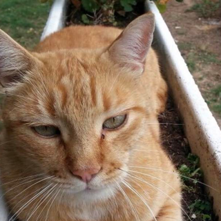 Sheva, il micio del sindaco