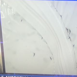 Dengue, il sindaco al telegiornale nazionale: «Pronti a estendere la disinfestazione a Busto, ma dobbiamo attenerci a quanto ci ordina Ats Insubria»