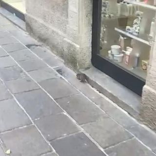 Il topo in via Cardinal Tosi immortalato nel video