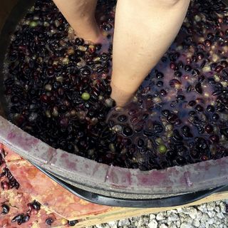 I vini di Busto che incantarono e sparirono. Come le osterie