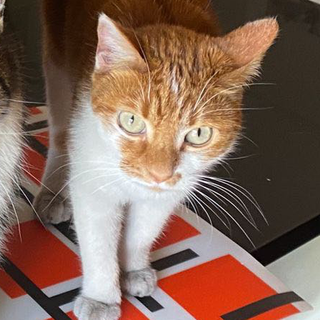 La pizzeria Da Mimmo non si arrende: «Rivogliamo il nostro micio Zenzero»