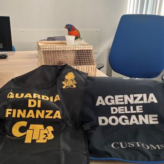 Alla frontiera con un pappagallo &quot;proibito&quot;: svizzero denunciato dalla Finanza