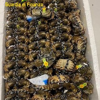 Malpensa, in valigia 150 chili di granchi cinesi vivi: scatta il sequestro. Sono tra le cento specie più invasive al mondo