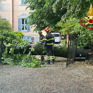 Alberi caduti tra Varese e Malnate a causa del violento temporale notturno